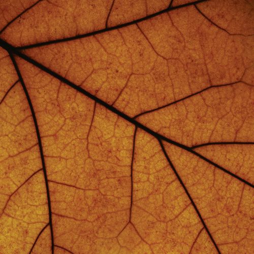 Drudkh - Somewhere Sadness Wanders (EP) (2017)