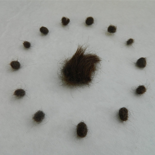 Doom Shrugs - The Clairolfactant and the Flatulent Ghost (2018)