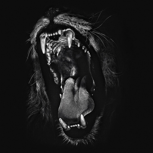 Amantis - The Call (2018)