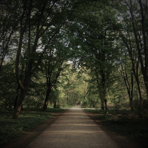 Primitive Winds - Strange Forests (2019)