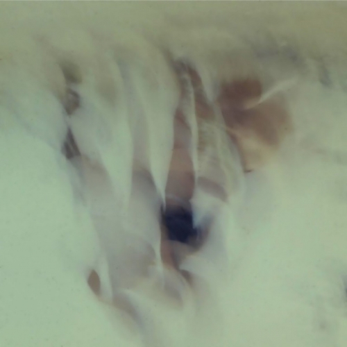 LEVT - Vodälse (2019)