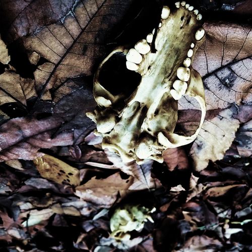 Ange de la Mort - Unscrupulous Misattributions (2019)