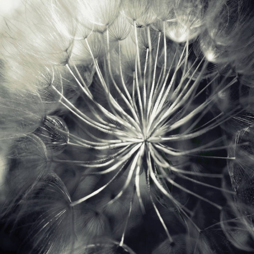 Diespnea - Pneuma (2020)