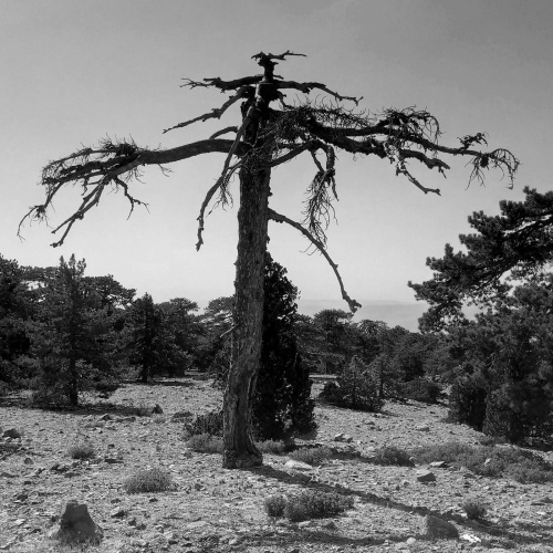 Lake of Corpses - Black Starlight (2020)