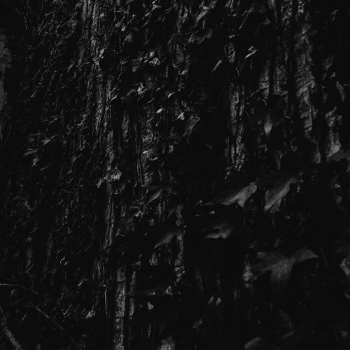 I, the Weapon - The Ivy (2018/2020)