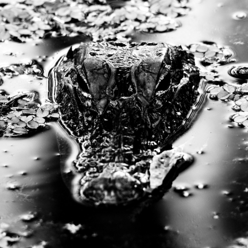 Many Blessings - Emanation Body (2020)