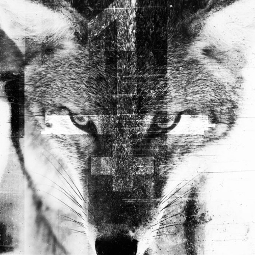 Sleeping Dog - Sleeping Dog (2021)