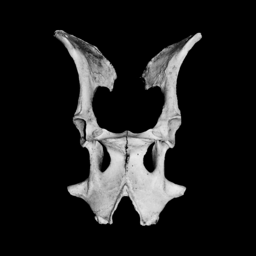 Blodtorst - Ferd (2021)