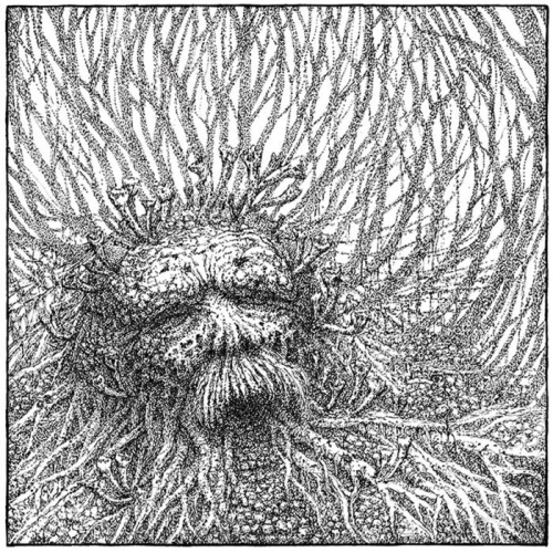 Nemorous - Nemorous (2021)