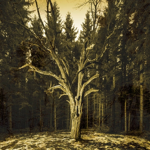 Born a Ghost - The Beginning to an Ending (2021)