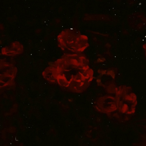 Dissonanz - → (2021)