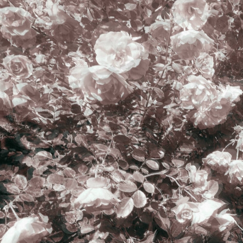 Misertus - Punctual (2021)