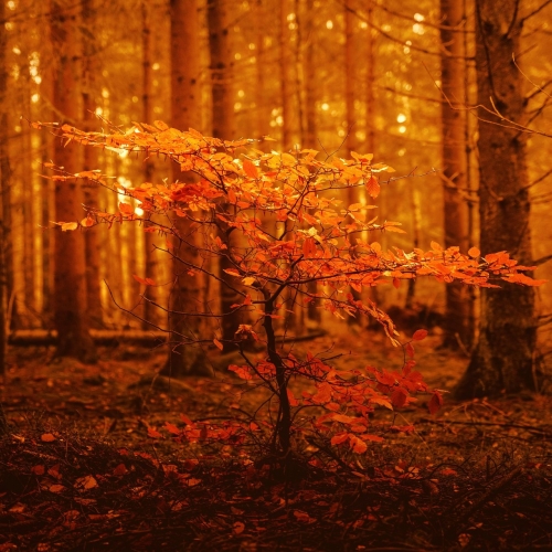 The Great Nothing - From Ancient Places (2021)