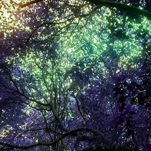 Celacanto - Luz de Negro Invierno (2021)