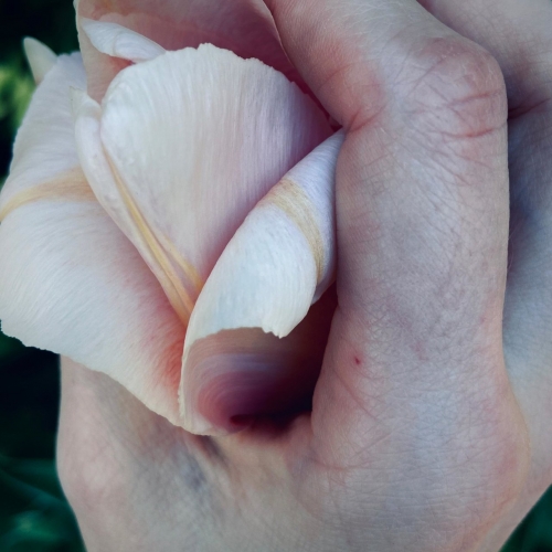 Shedfromthebody - To Hold The Ripened Sun (2021)