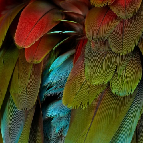 Nyos - Celebration (2022)