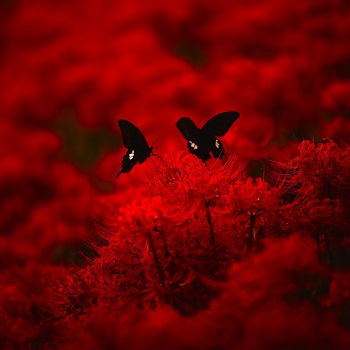 Ebola - Red Heaven (2022)