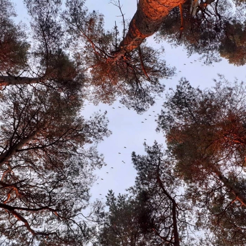 Lux - Become Your Star (2023)