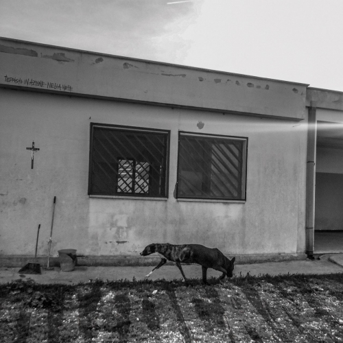 Duocane - Teppisti in azione nella notte (2022)