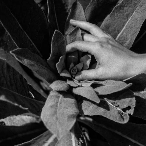 Nanook of the North - Heide (2022)