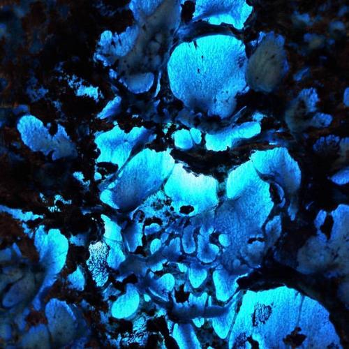 Rare Seed - Blue Basin (2022)