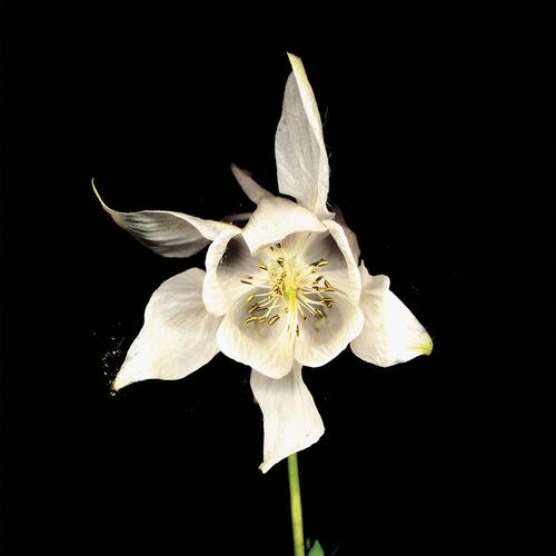 Fridge - Happiness – Anniversary Edition (2023)