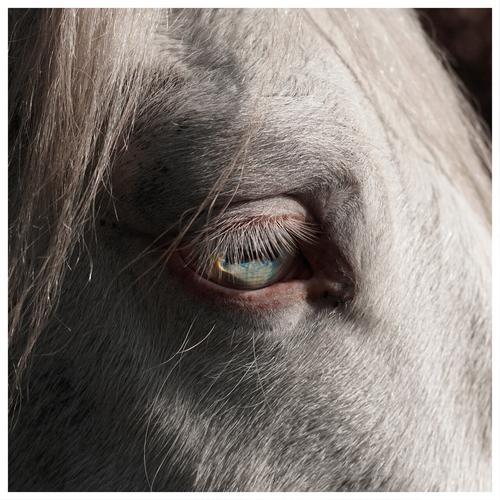 OK WAIT - Signal (2023)