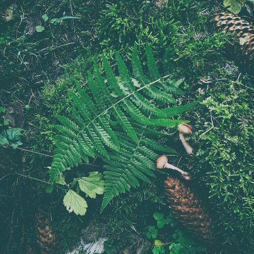 Aūkels - Meddjan sklāit ten (2023)