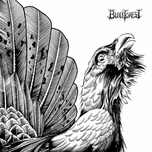 Black Forest  - Black Forest (2024)