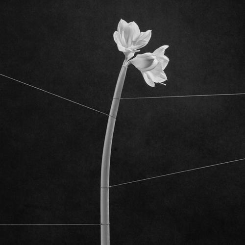 Trentemoller, - Dreamweaver (2024)