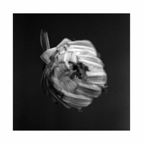 A Swarm of the Sun - An Empire (2024) 320|FLAC