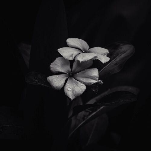 Saasil - Ephemeral (2023)