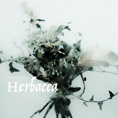 Maison Dieu - Herbacea (2025) 320|FLAC