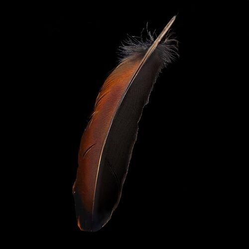 Phillip Boa And The Voodooclub - Hair incl. The Honeymoon Files (Re-Edition 2025) [2CD] (2025)