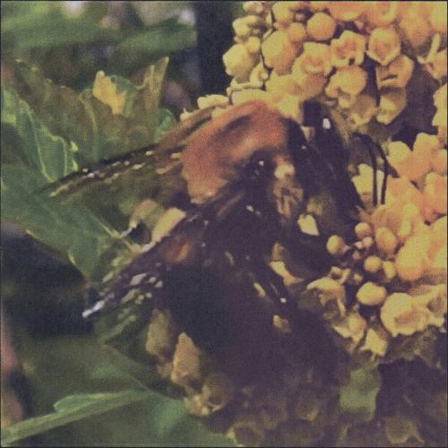 Broncho - Natural Pleasure (2025)