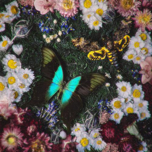 Quiet Zoo - The Mire (2025)