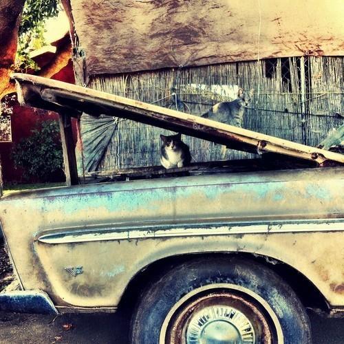 Strawberry Girls - French Ghetto (2025 Redux) (2025) 320|FLAC