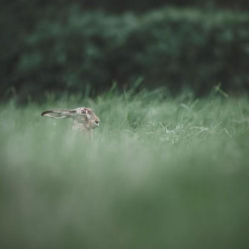 Humming Whale - Chasing Rabbits (2025)