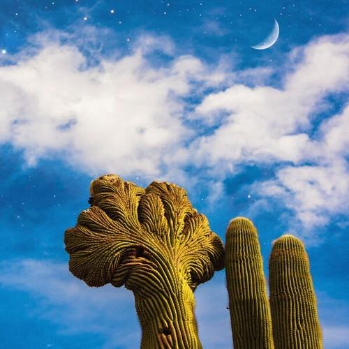 Diespnea - Radici (2026)